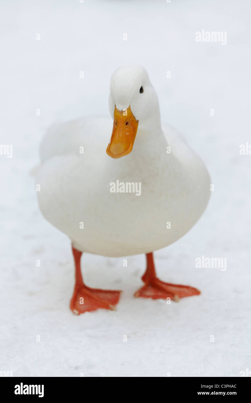 Deutschland, Hamburg, weiß Ente im Schnee Stockfoto