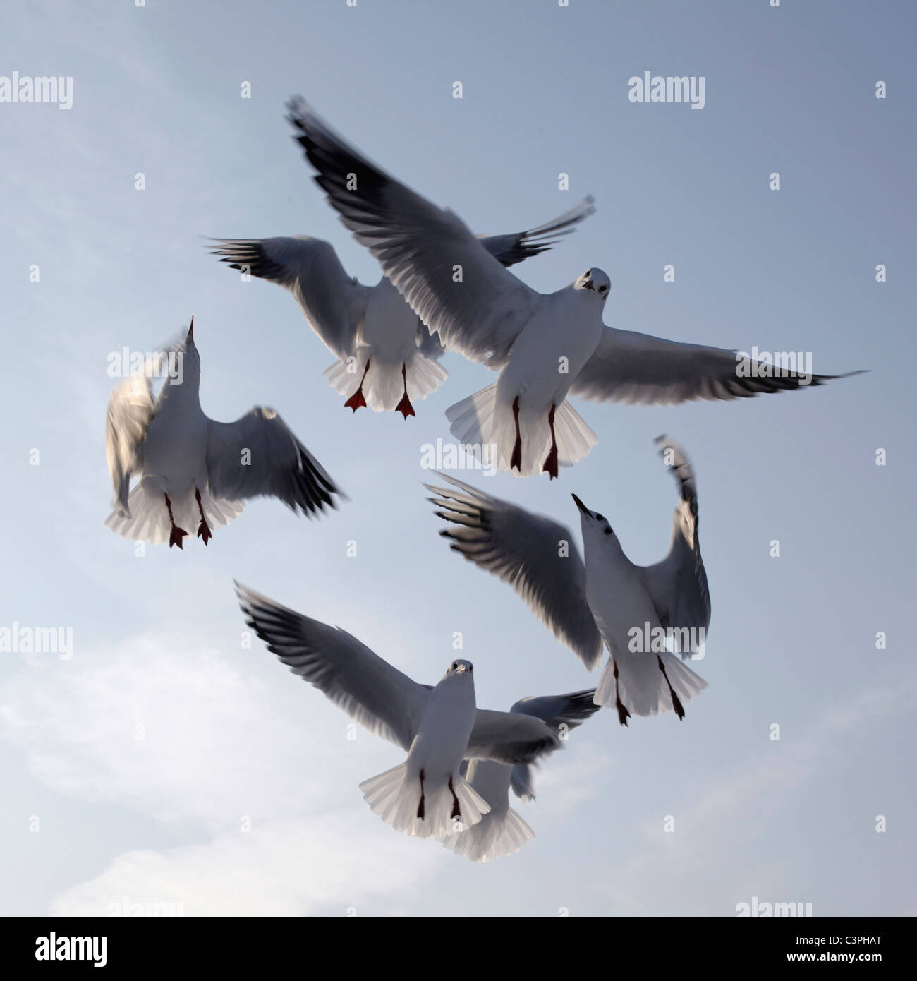 Deutschland, Hamburg, Möwen im Flug, niedrigen Winkel Ansicht Stockfoto