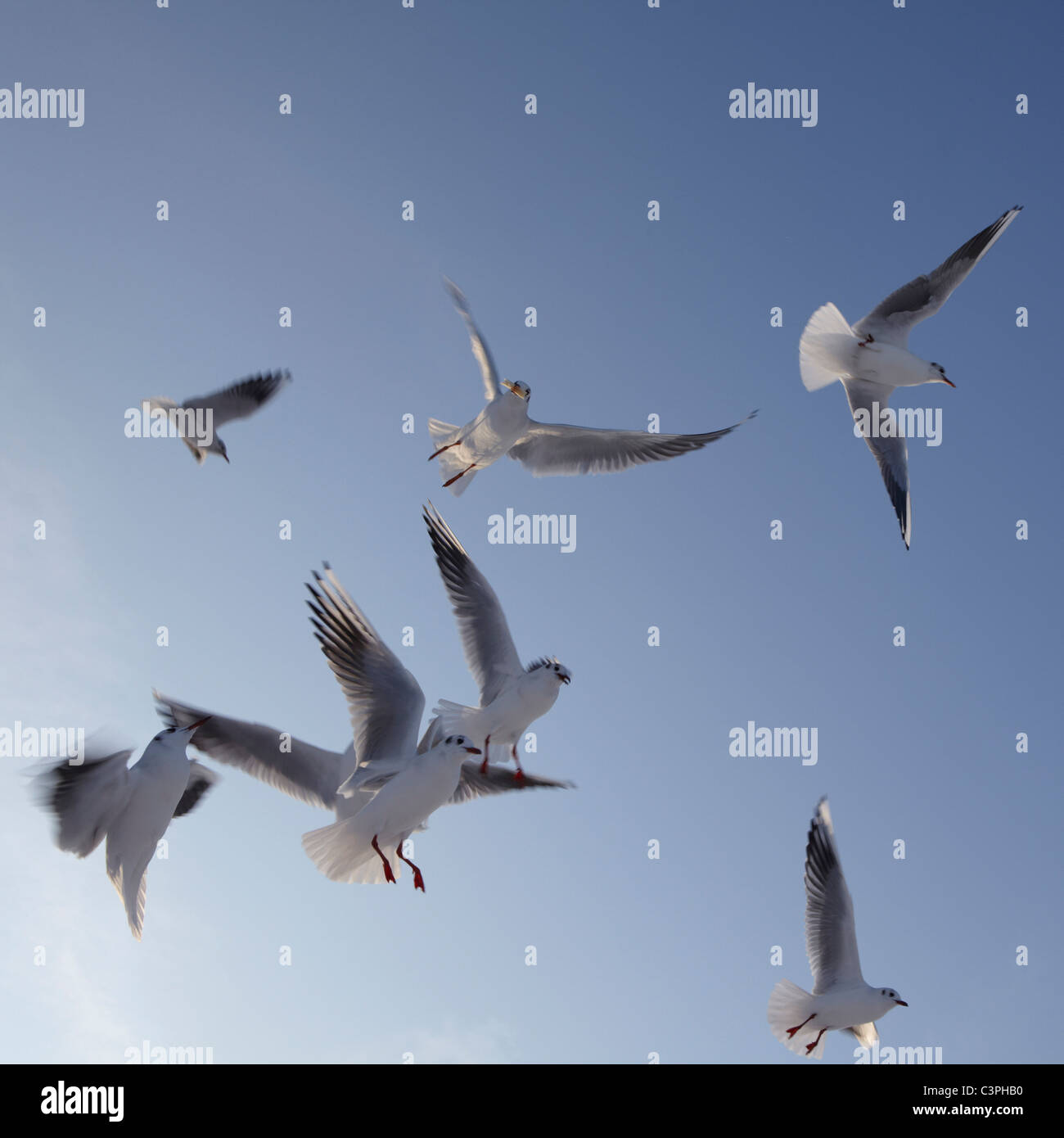 Deutschland, Hamburg, Möwen im Flug, niedrigen Winkel Ansicht Stockfoto