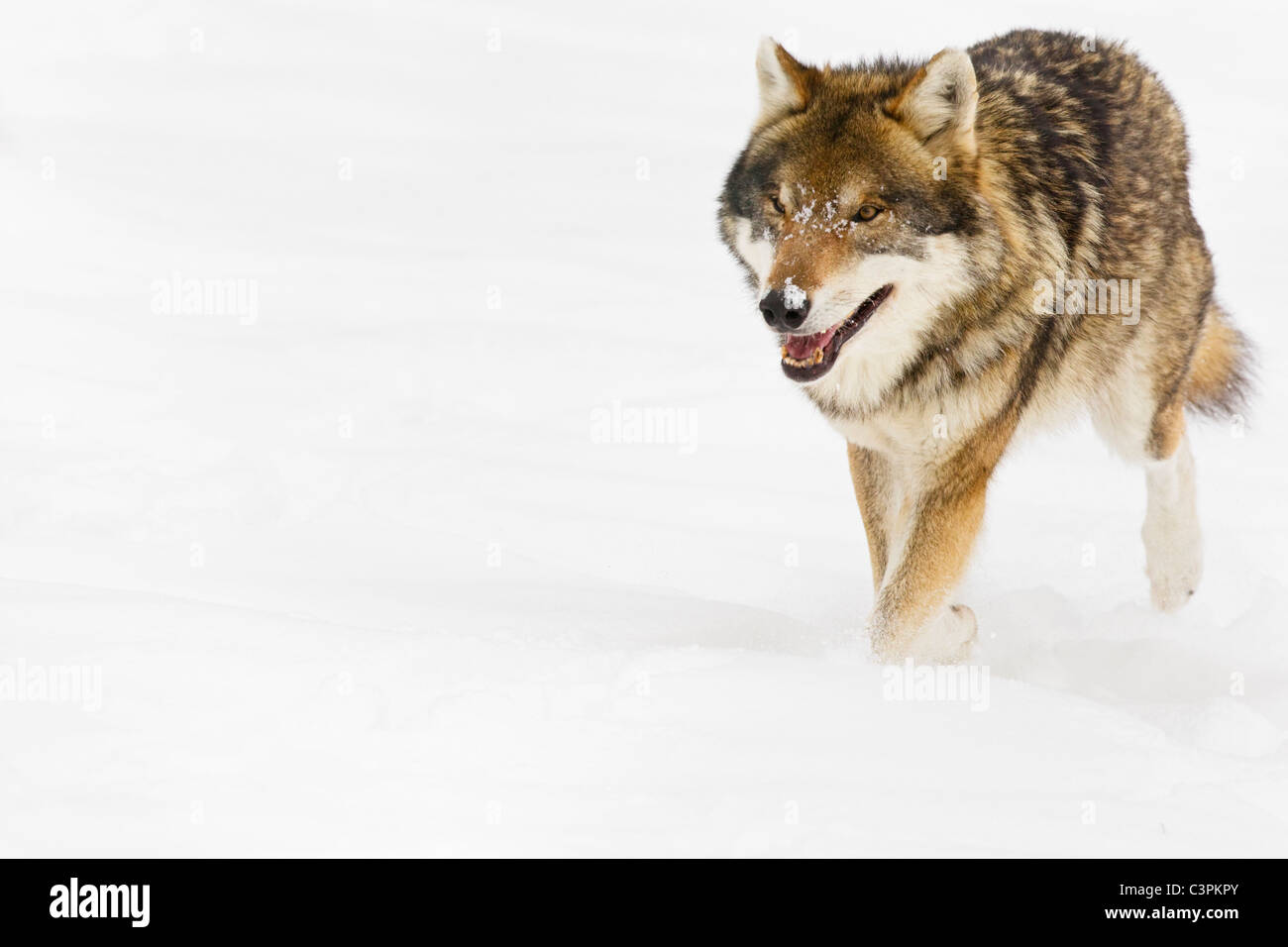 Bayern, europäischer Wolf, Wandern im Schnee Stockfoto