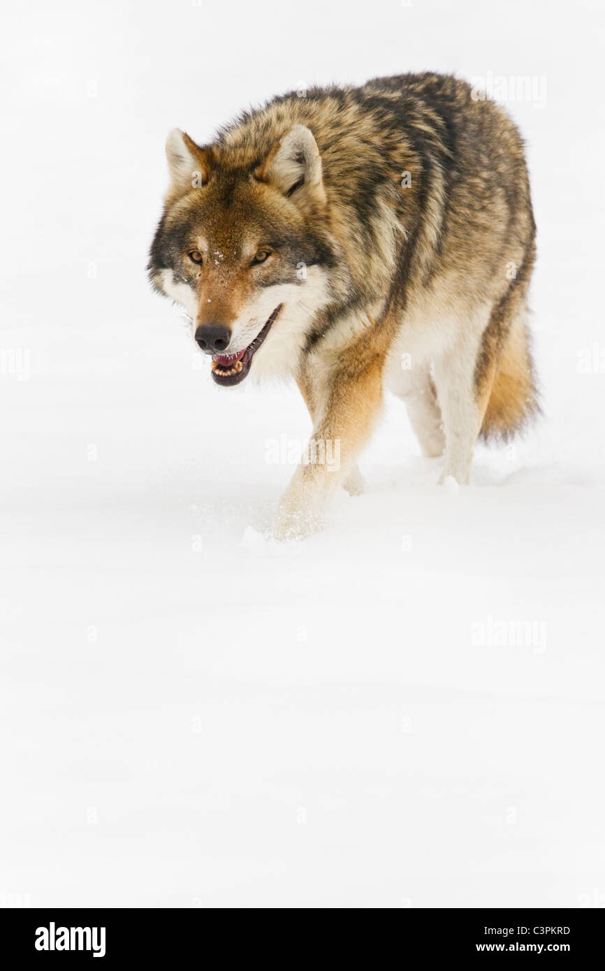 Bayern, europäischer Wolf, Wandern im Schnee Stockfoto