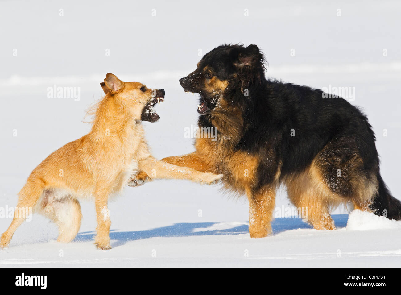 Deutschland, Bayern, Hunde kämpfen auf Schnee Stockfoto