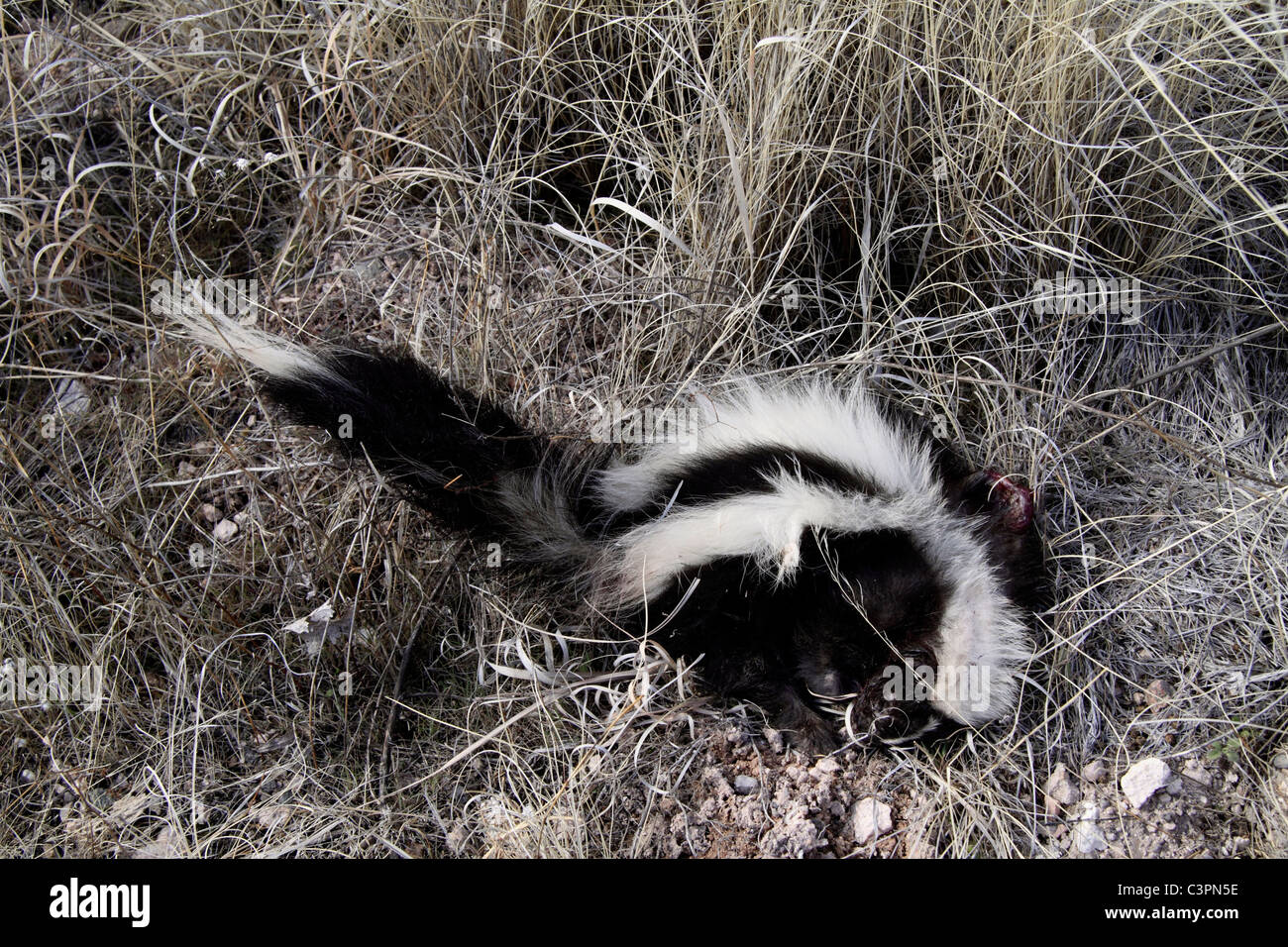 Striped Skunk Straße Unfall auf einer Autobahn-Kante Stockfoto