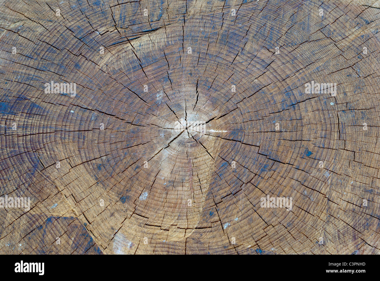 Nahaufnahme aus Holz Baumstamm zeigt Alter Ringe und Linien Stockfoto