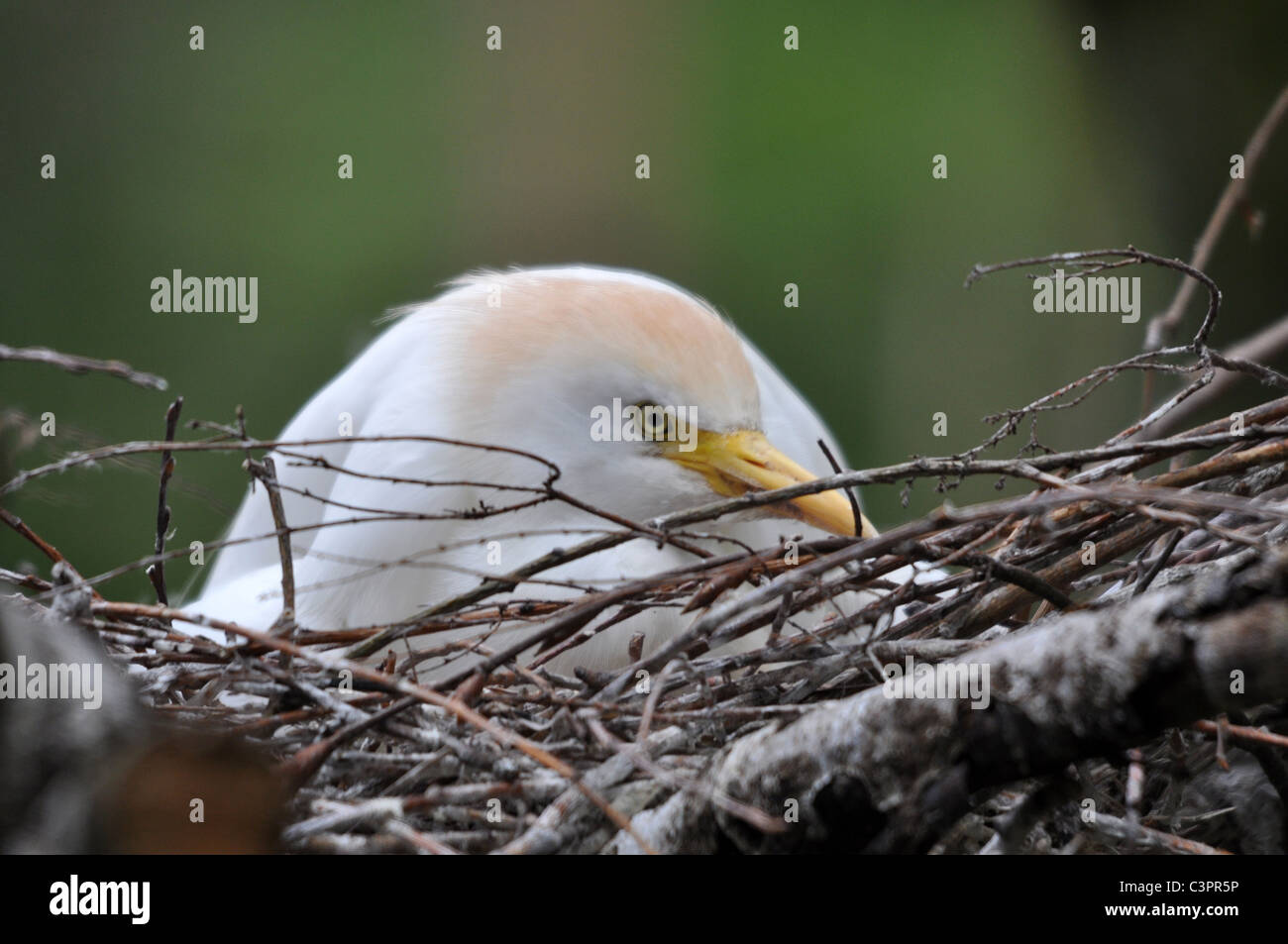 Bubulcus Ibis schlüpfen Eiern auf ein nest Stockfoto