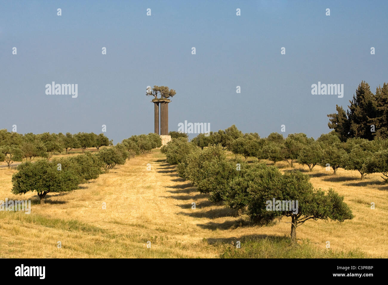 Olivenbäume am Ölberg in Ost-Jerusalem. Stockfoto