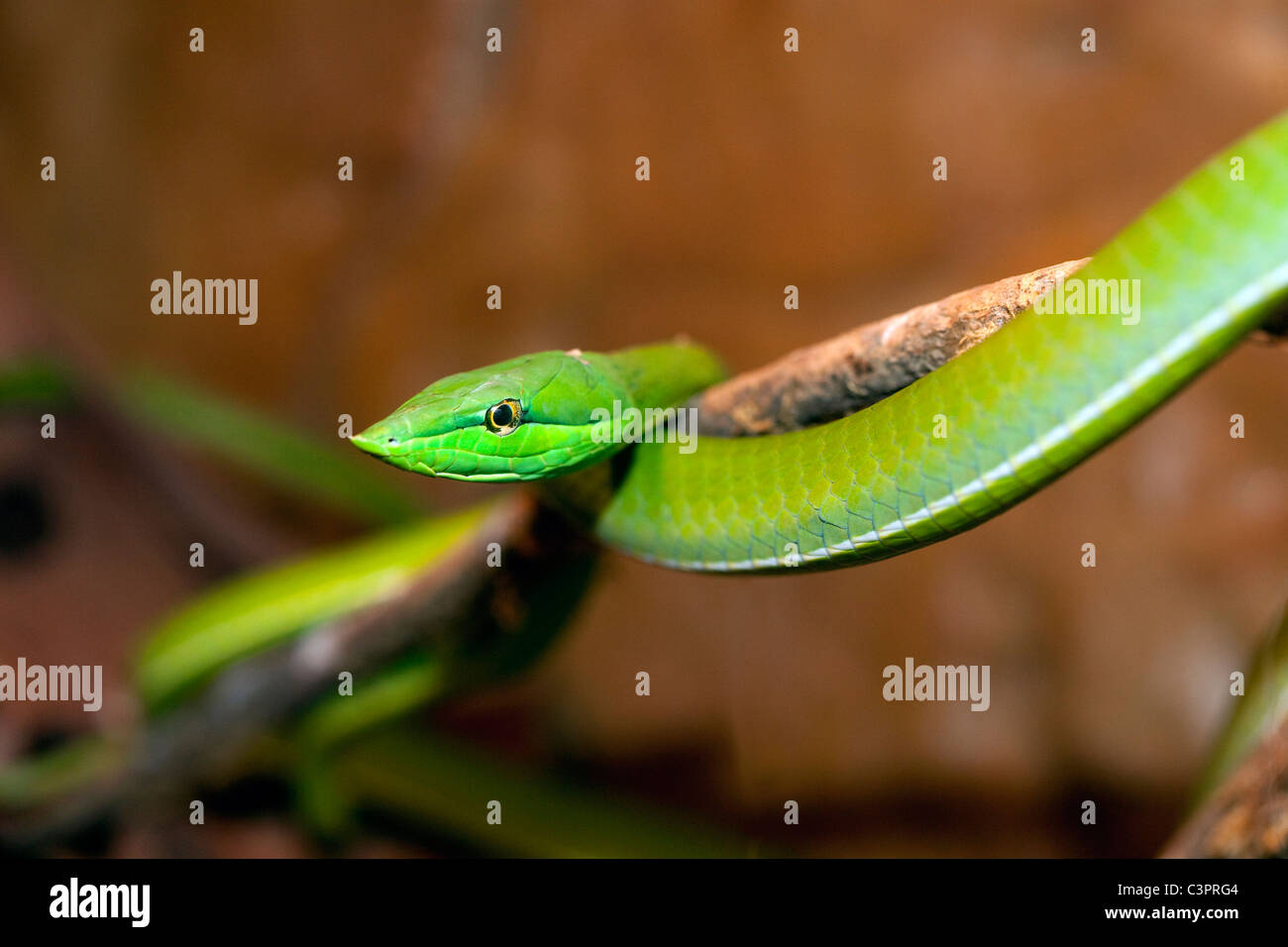 Eine grüne Ranke Schlange (Oxybelis Fulgidus) in Costa Rica. Stockfoto