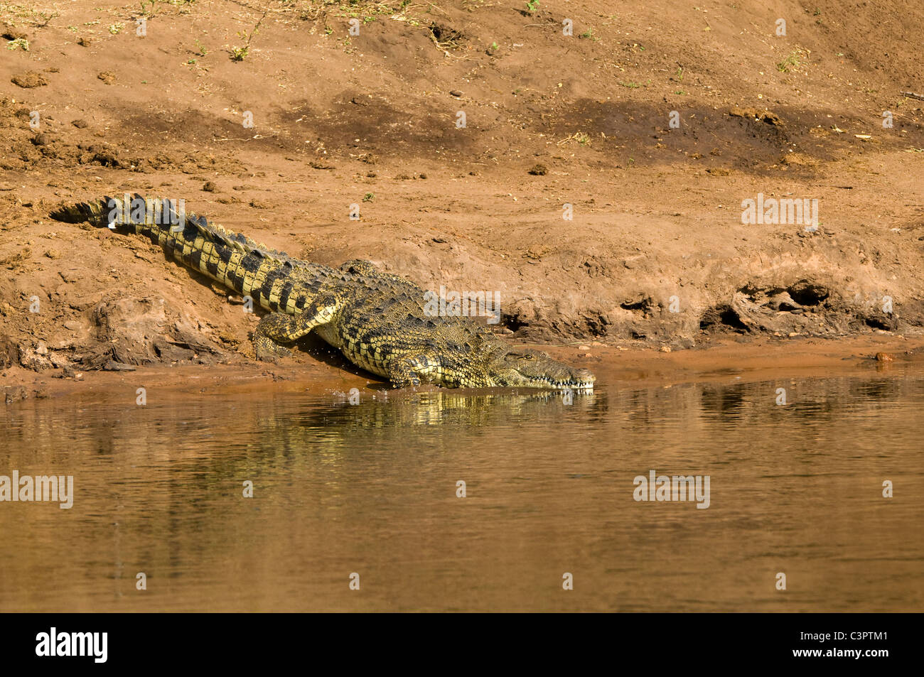 Botswana Chobe National Park Nil-Krokodil Crocodylus Niloticus in den Chobe Fluss Stockfoto