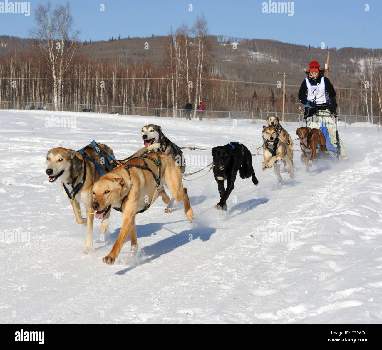 Begrenzte nordamerikanischen Schlittenhunde Meisterschaftsrennen.  Sechs Schlitten Hund Wettbewerb. 11.-13. März 2010 in Fairbanks, Alaska. Stockfoto