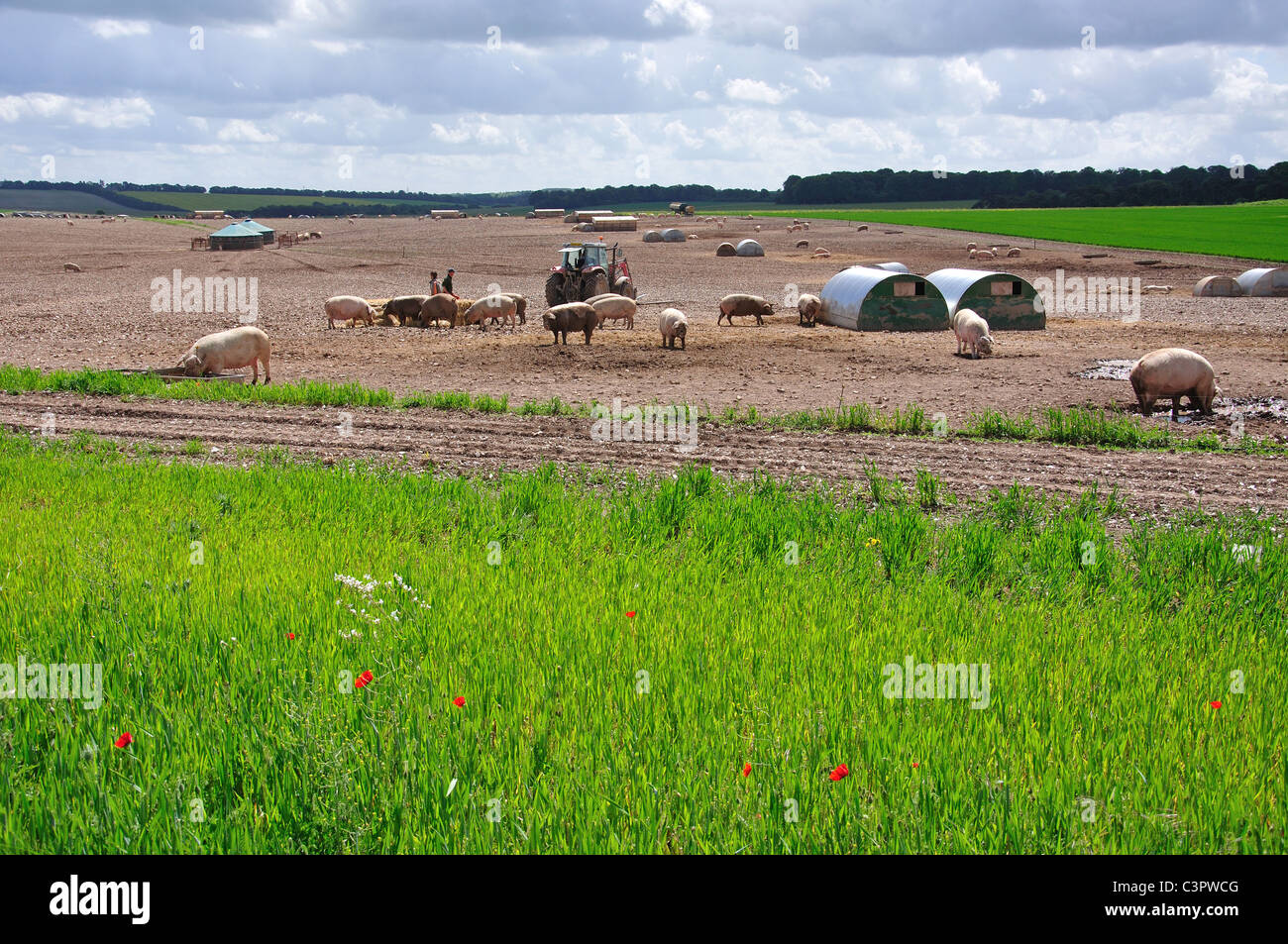 Freilandhaltung Schweinefarm auf Salisbury Plain, Wiltshire, England, Vereinigtes Königreich Stockfoto