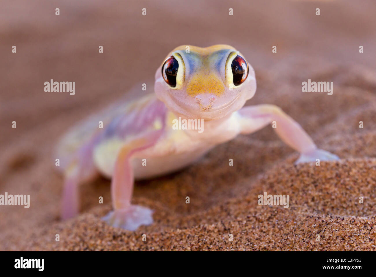 Afrika, Namibia, Palmato Gecko in der Wüste namib Stockfoto