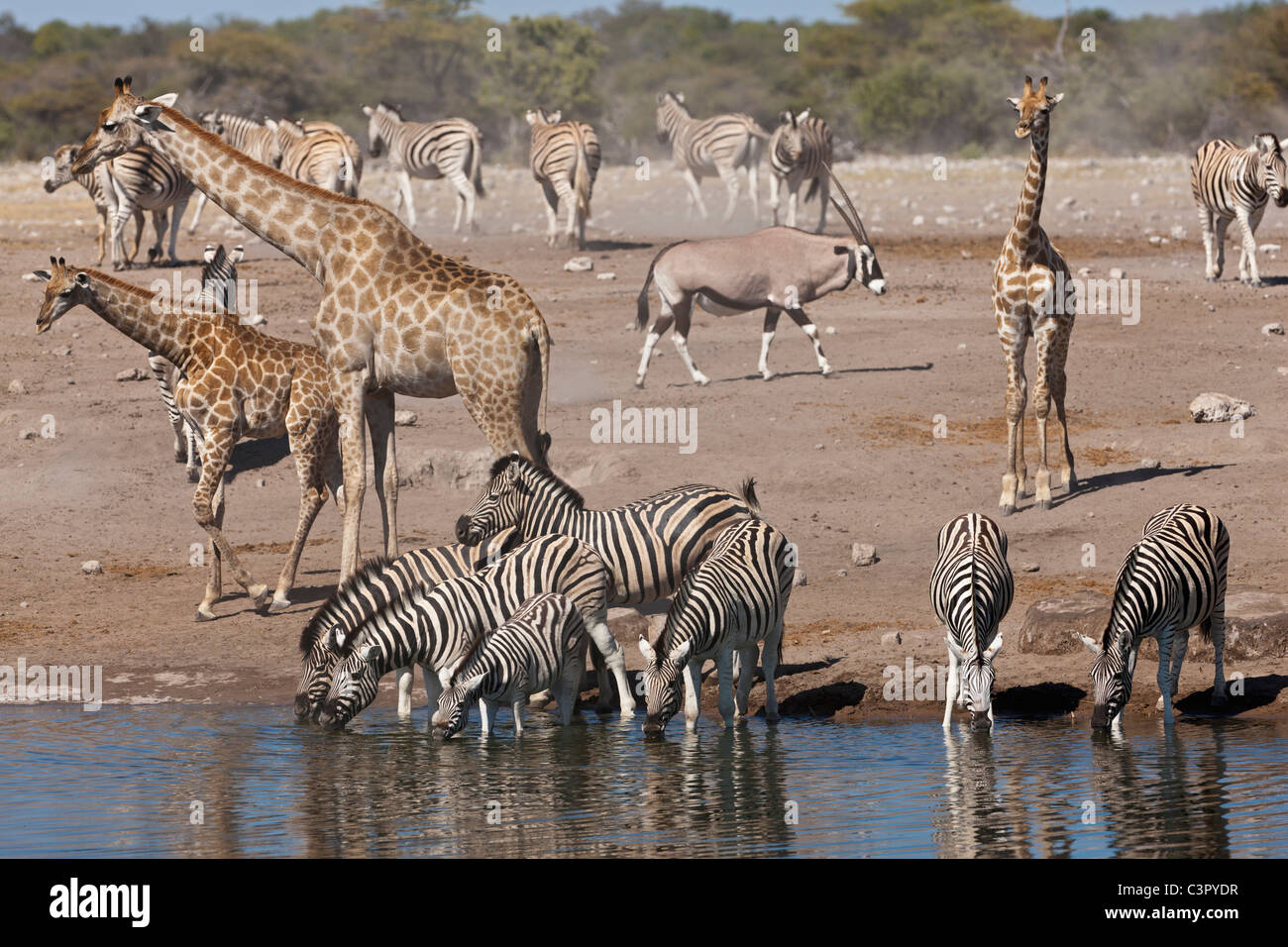 Afrika, Namibia, Safaritiere am Wasserloch im Etosha National park Stockfoto