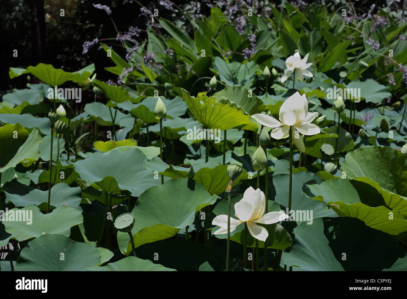 Weißer Lotusblumen blühen im Teich Stockfoto