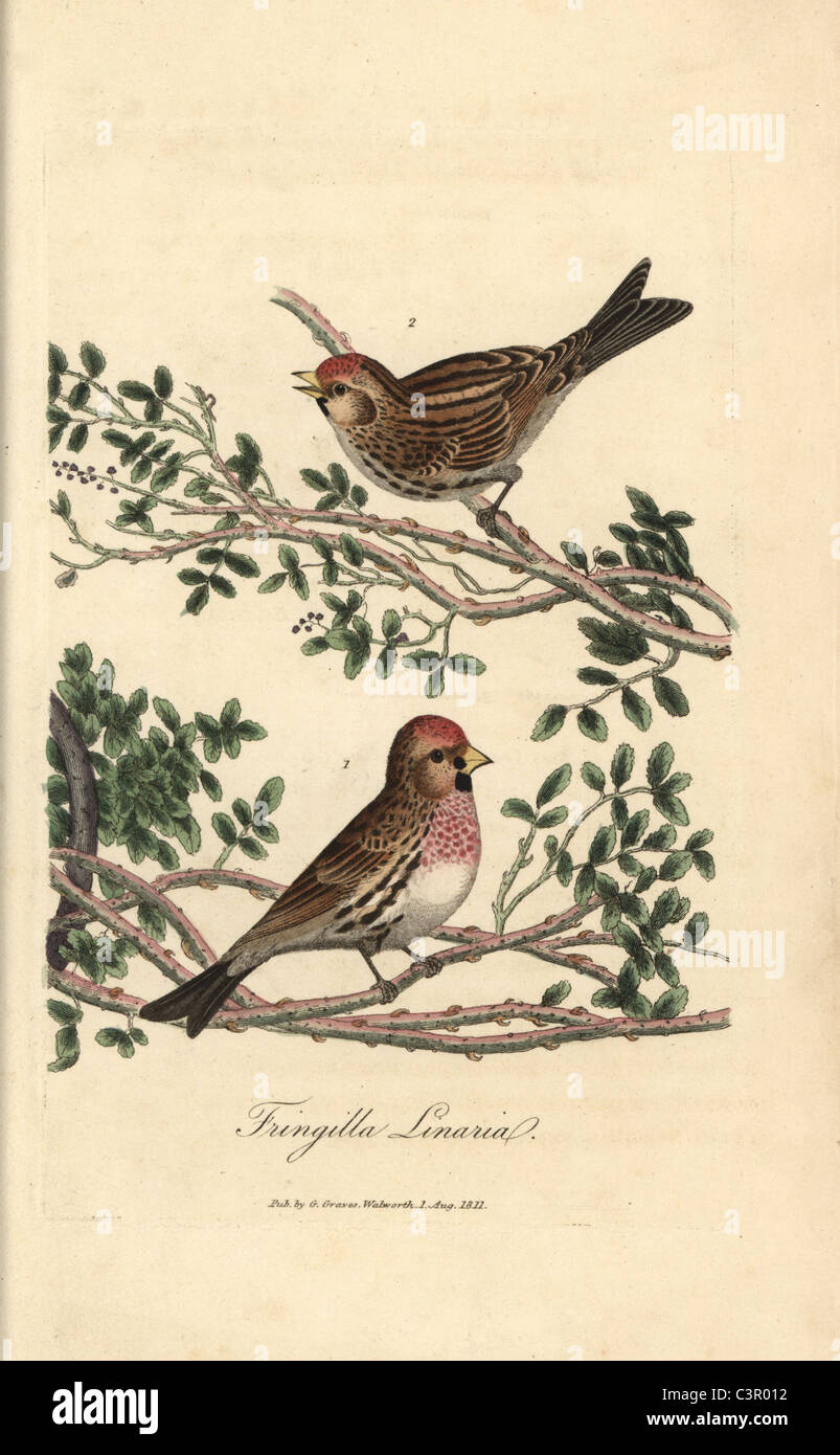 Geringerem Redpole, Zuchtjahr Kabarett Stockfoto