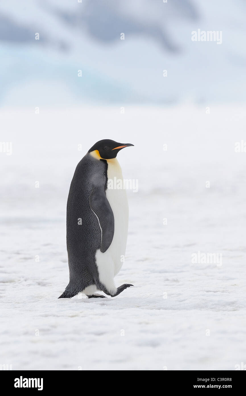 Antarktis, Blick auf Kaiser-Pinguin gehen auf Schnee Stockfoto