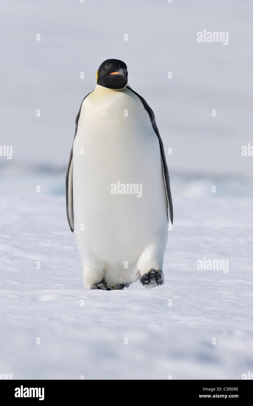 Antarktis, Blick auf Kaiser-Pinguin gehen auf Schnee Stockfoto