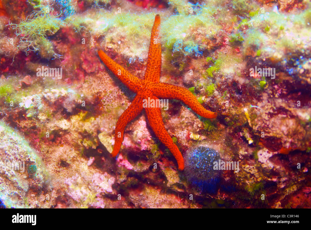 SeaStar, Tauchen, Underwaterphotography, Vela Luka, Kroatien. Stockfoto