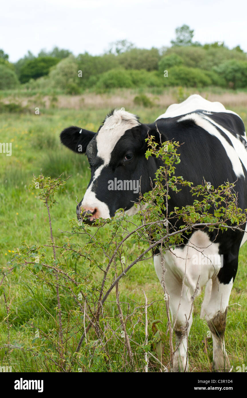 Versteckt sich hinter Laub UK Kuh Milchkuh Stockfoto