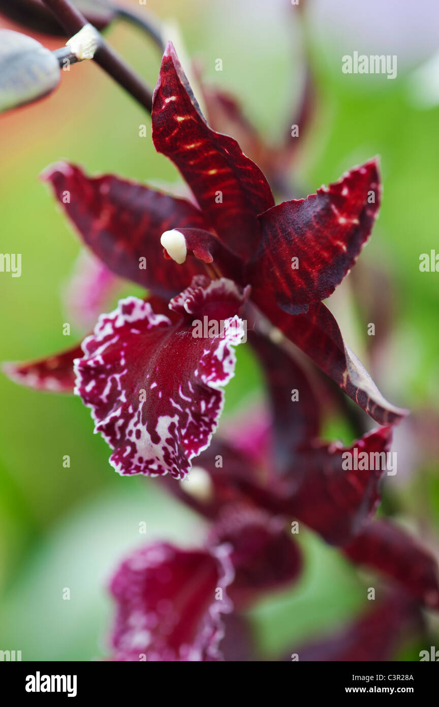 Colmanara Massai rote Orchidee Blume Stockfoto