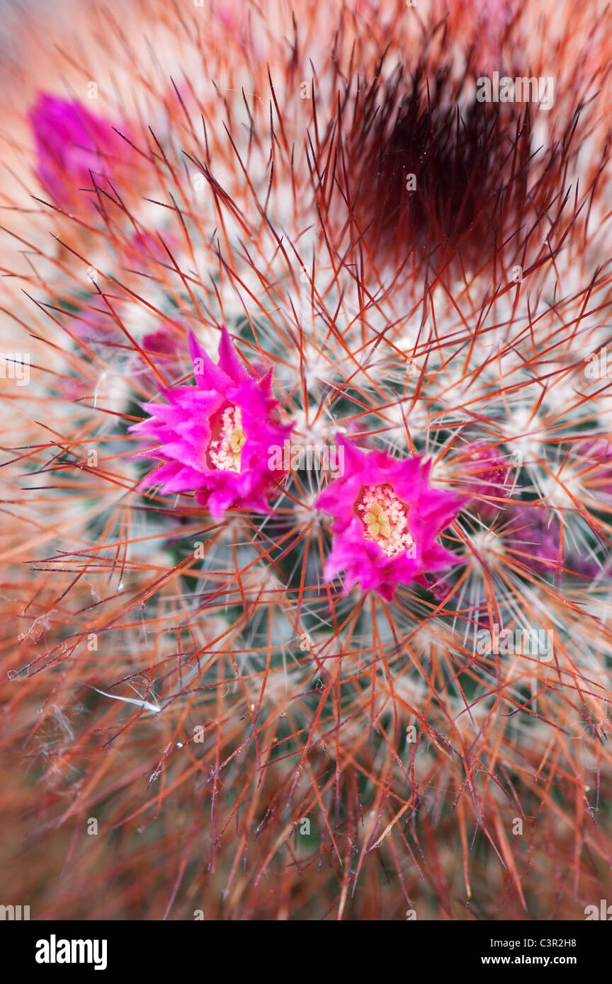 Mammillaria La. Rote Leitung Ire Kaktus Blüte Stockfoto