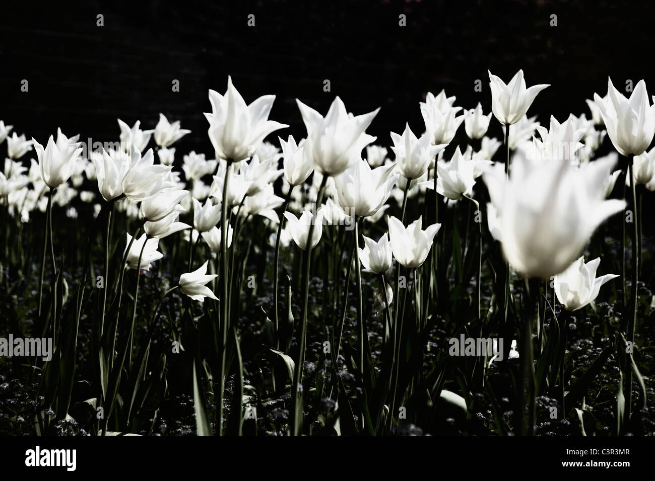 Deutschland, Hamburg, Bereich der weisse Tulpen Stockfoto