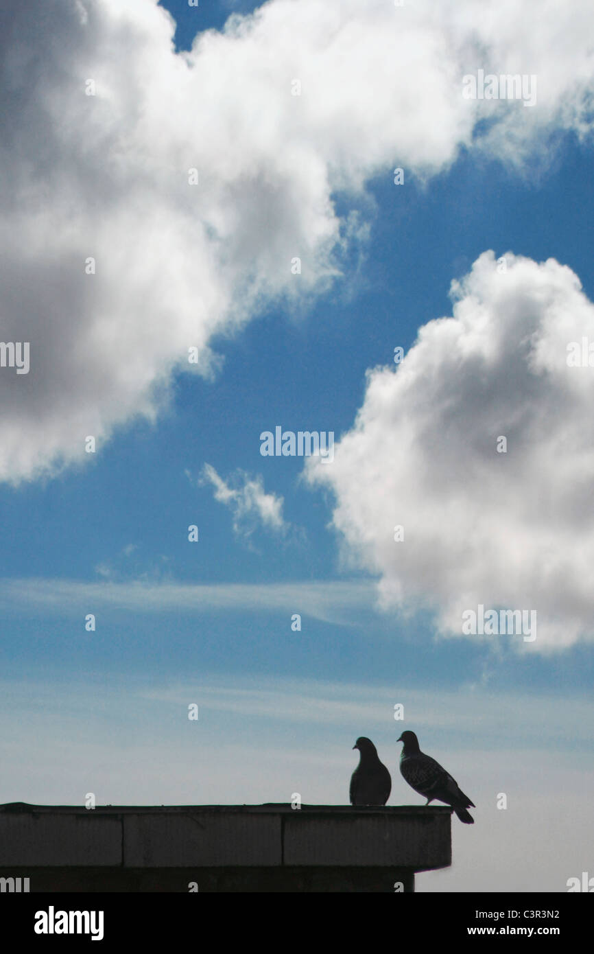 Deutschland, Hamburg, zwei Taube hocken auf Dach Stockfoto