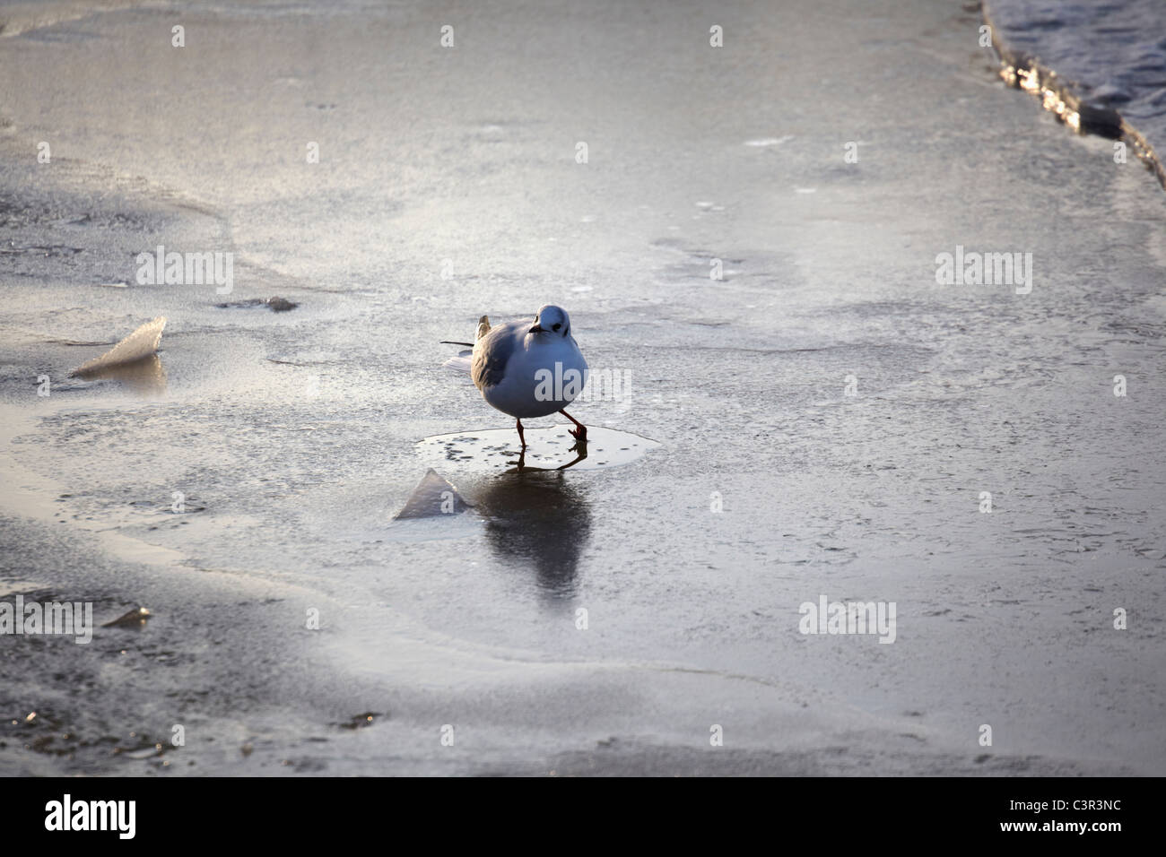 Möwe zu Fuß am Strand. Stockfoto