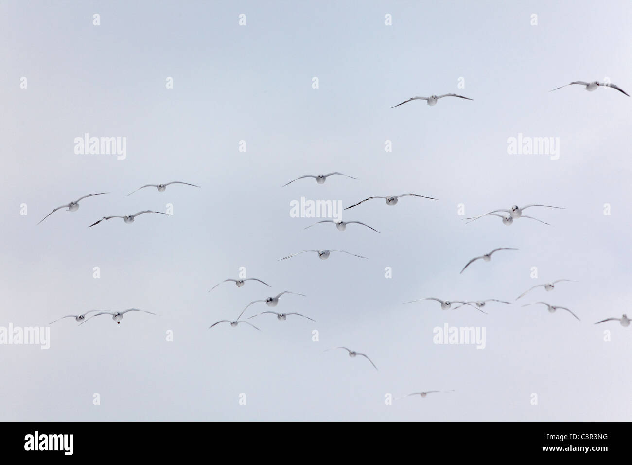 Gruppe von Möwen fliegen. Stockfoto
