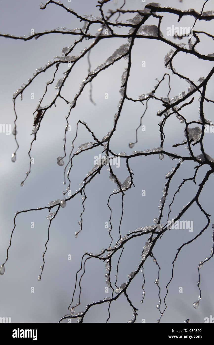 Zweige mit Schnee gegen Himmel bedeckt. Stockfoto