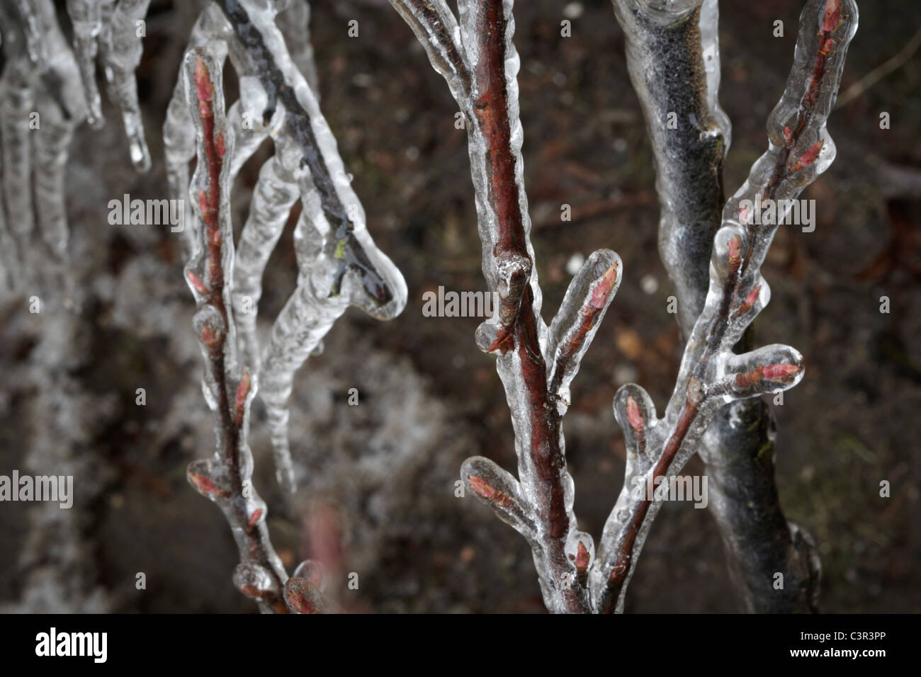 Deutschland, Hamburg, Zweigen bedeckt mit Eis, Nahaufnahme Stockfoto