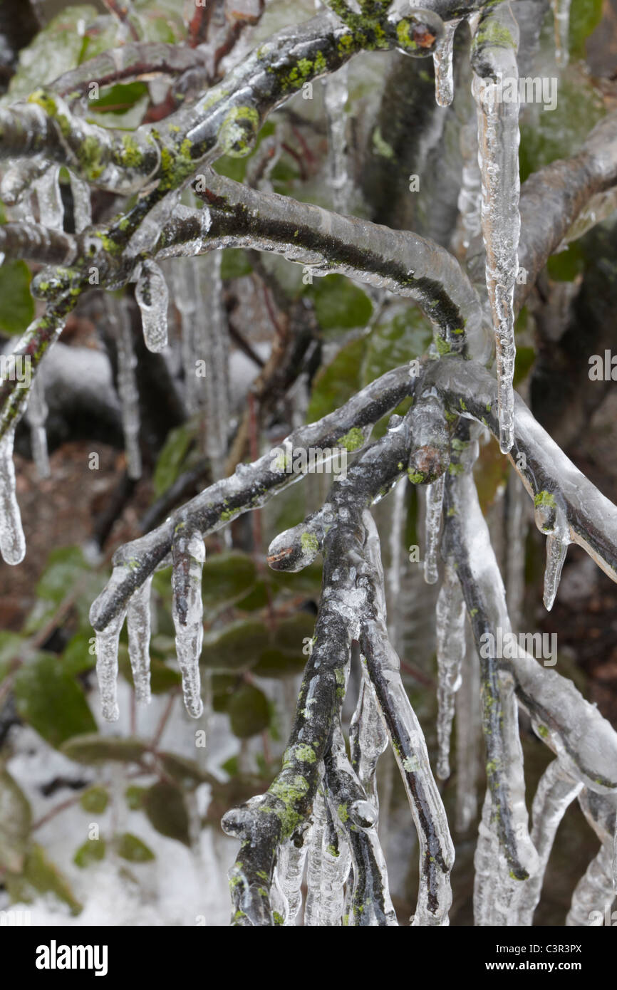 Deutschland, Hamburg, Zweigen bedeckt mit Eis, Nahaufnahme Stockfoto