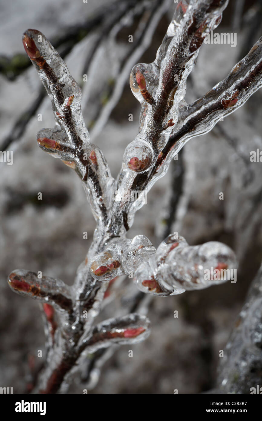 Deutschland, Hamburg, Zweigen bedeckt mit Eis, Nahaufnahme Stockfoto