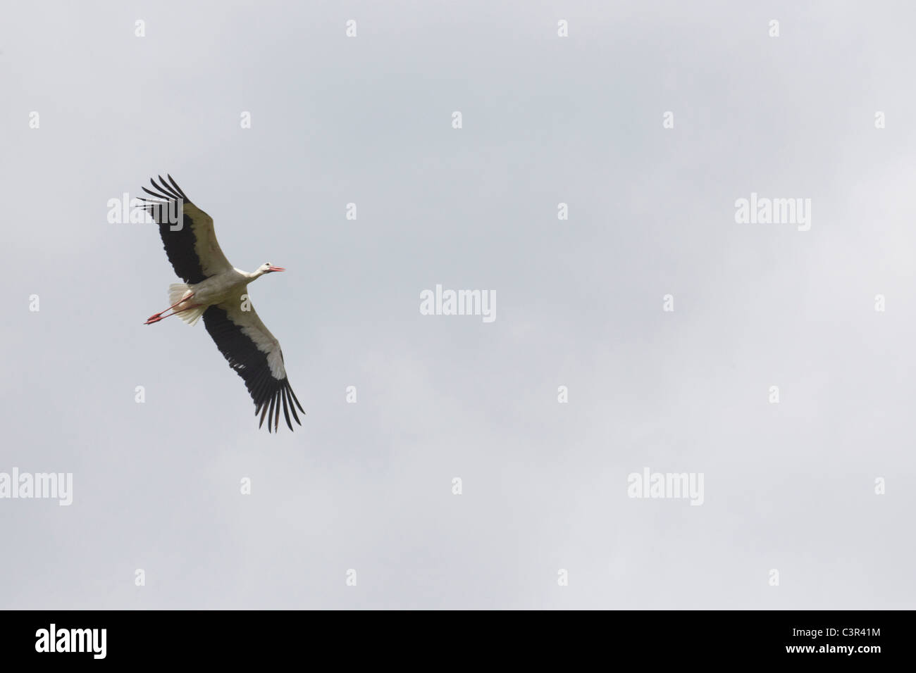 Deutschland, Hamburg, Storch fliegen in den Himmel Stockfoto