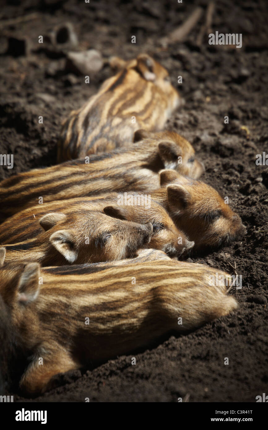 Deutschland, Hamburg, junge Wildschweine, schlafen, erhöht, Ansicht Stockfoto