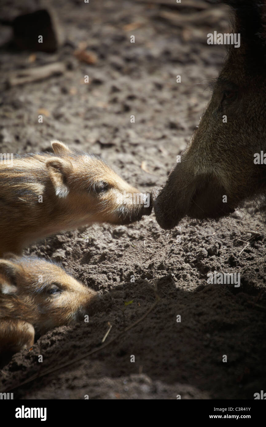 Deutschland, Hamburg, junge Wildschweine mit Mutter Eber Stockfoto