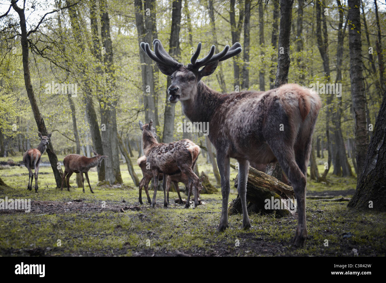 Deutschland, Hamburg, Gruppe von Hirschen im Wildpark Stockfoto