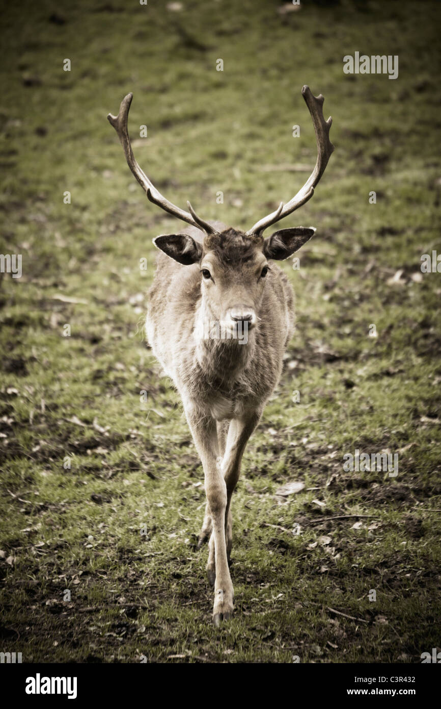 Deutschland, Hamburg, Rehe im Wildpark Stockfoto