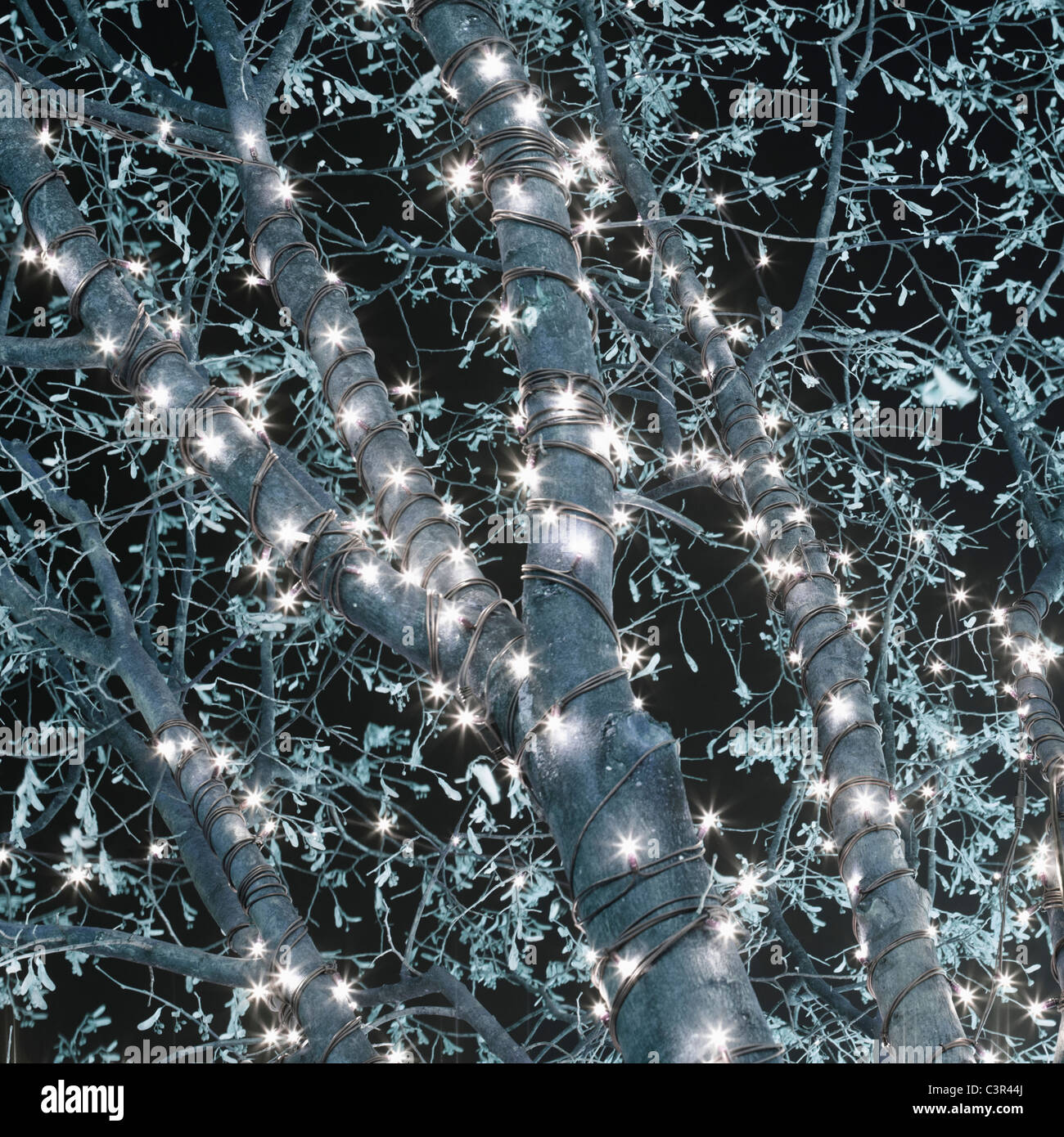 Deutschland, Hamburg, Baum geschmückt mit Lichterketten Stockfoto