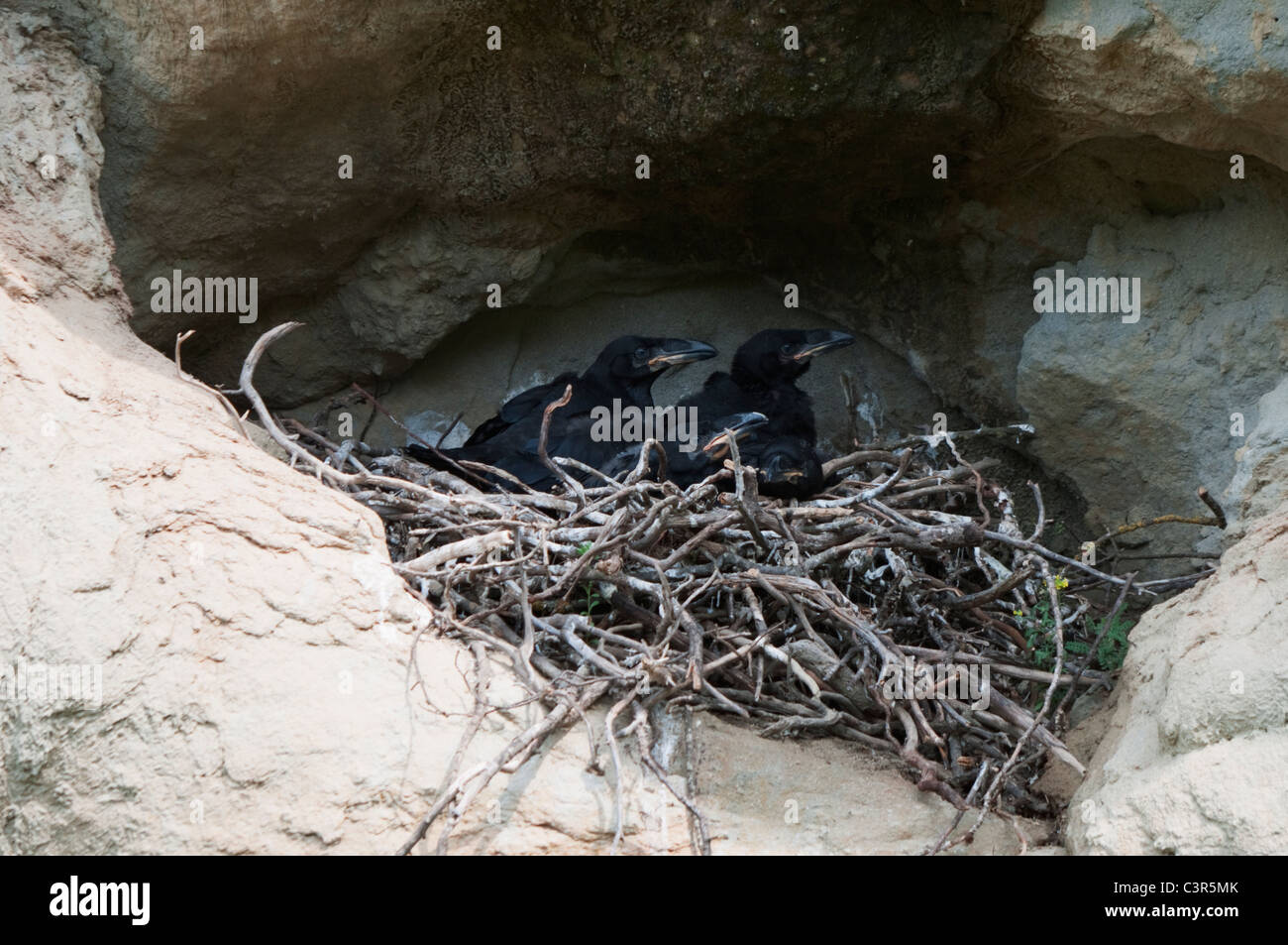 Gemeinsamen Raven (Corvus Corax) nisten mit vier Nestlinge Stockfoto