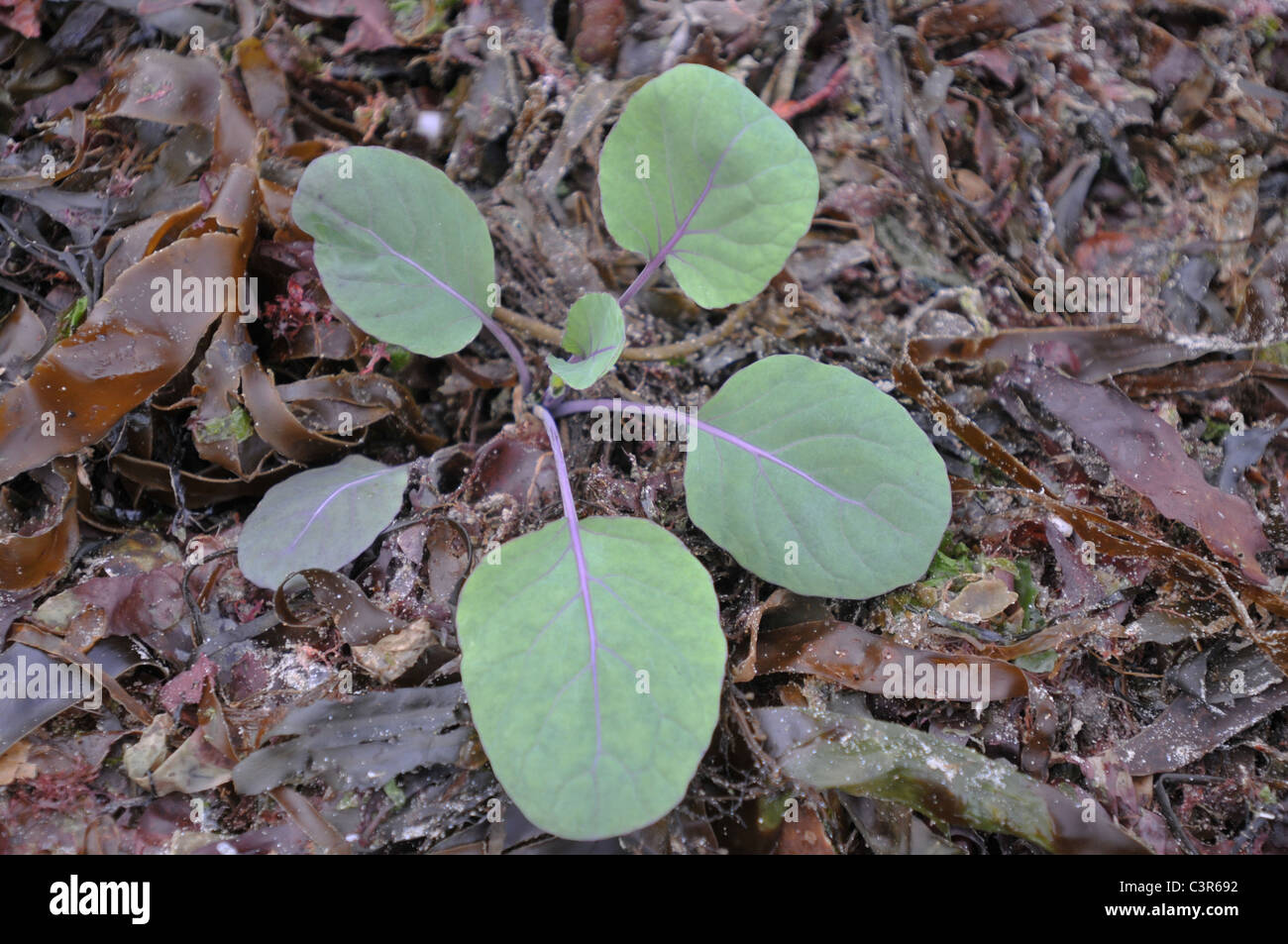 Junge Rosenkohl Bio Pflanzen umgeben von Algen fungiert sowohl als Mulch  und eine abschreckende Wirkung auf Schnecken Stockfotografie - Alamy