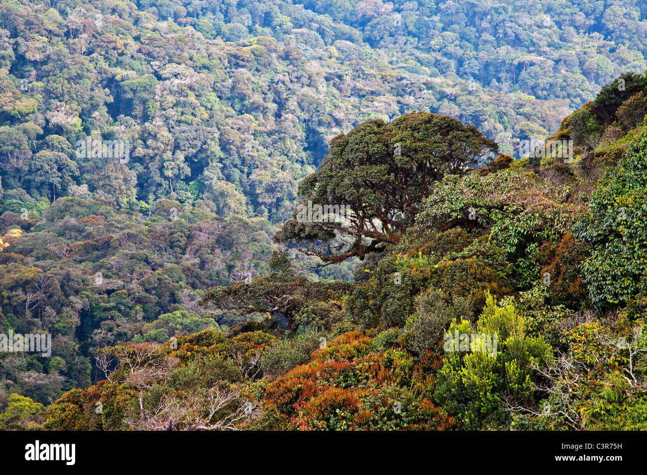 Malaysia, Ansicht des Regenwaldes Stockfotografie Alamy