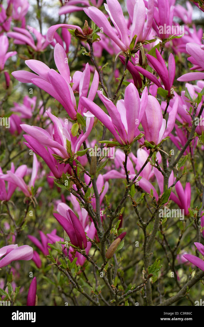 Magnolia Stellata 'Susan', Magnoliaceae. Stockfoto