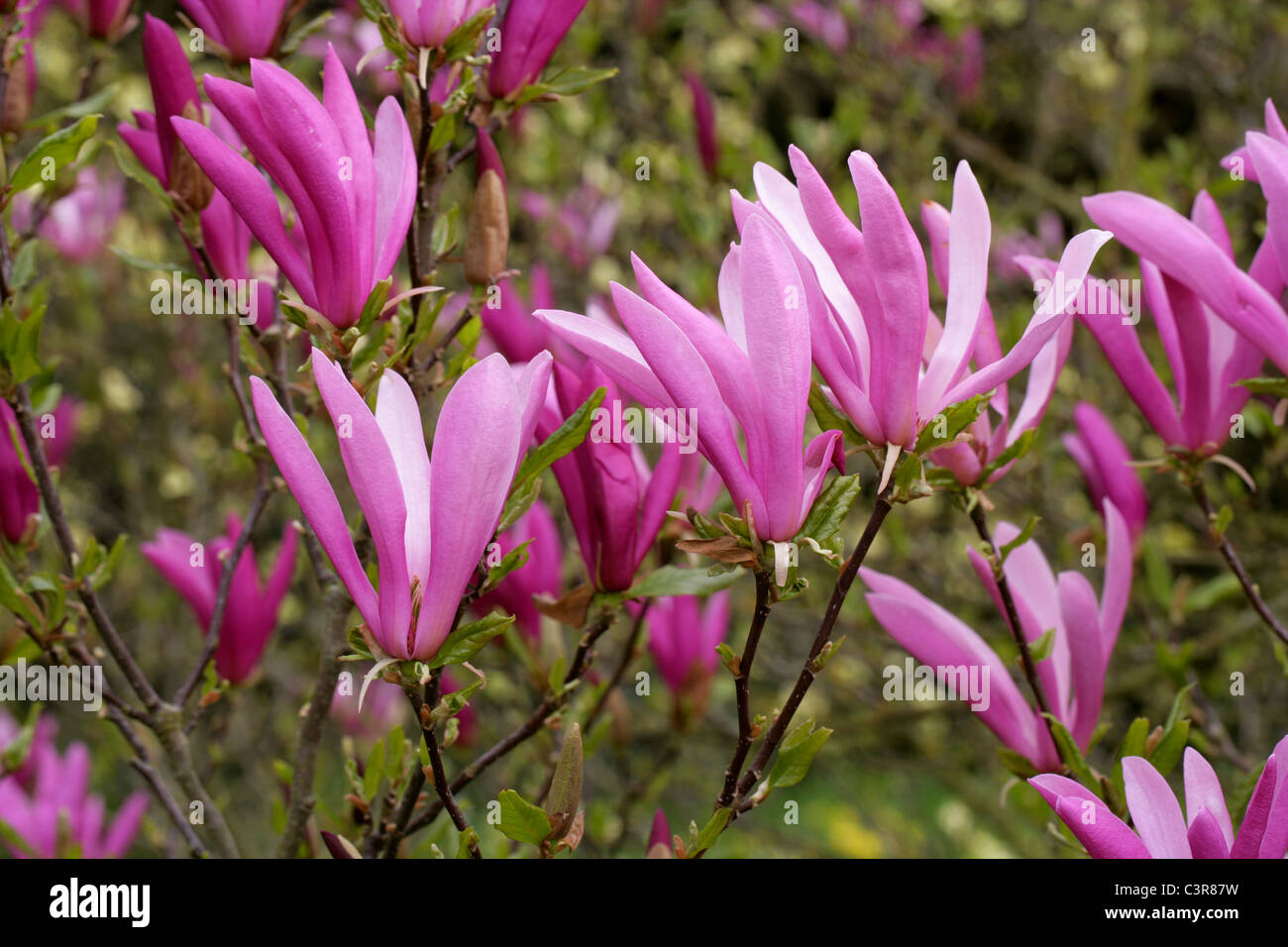 Magnolia Stellata 'Susan', Magnoliaceae. Stockfoto