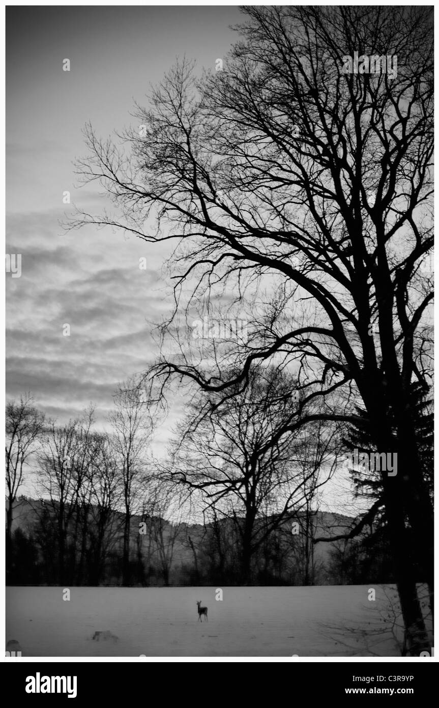 Österreich, Mondsee, Reh im Wald bei Sonnenuntergang Stockfoto