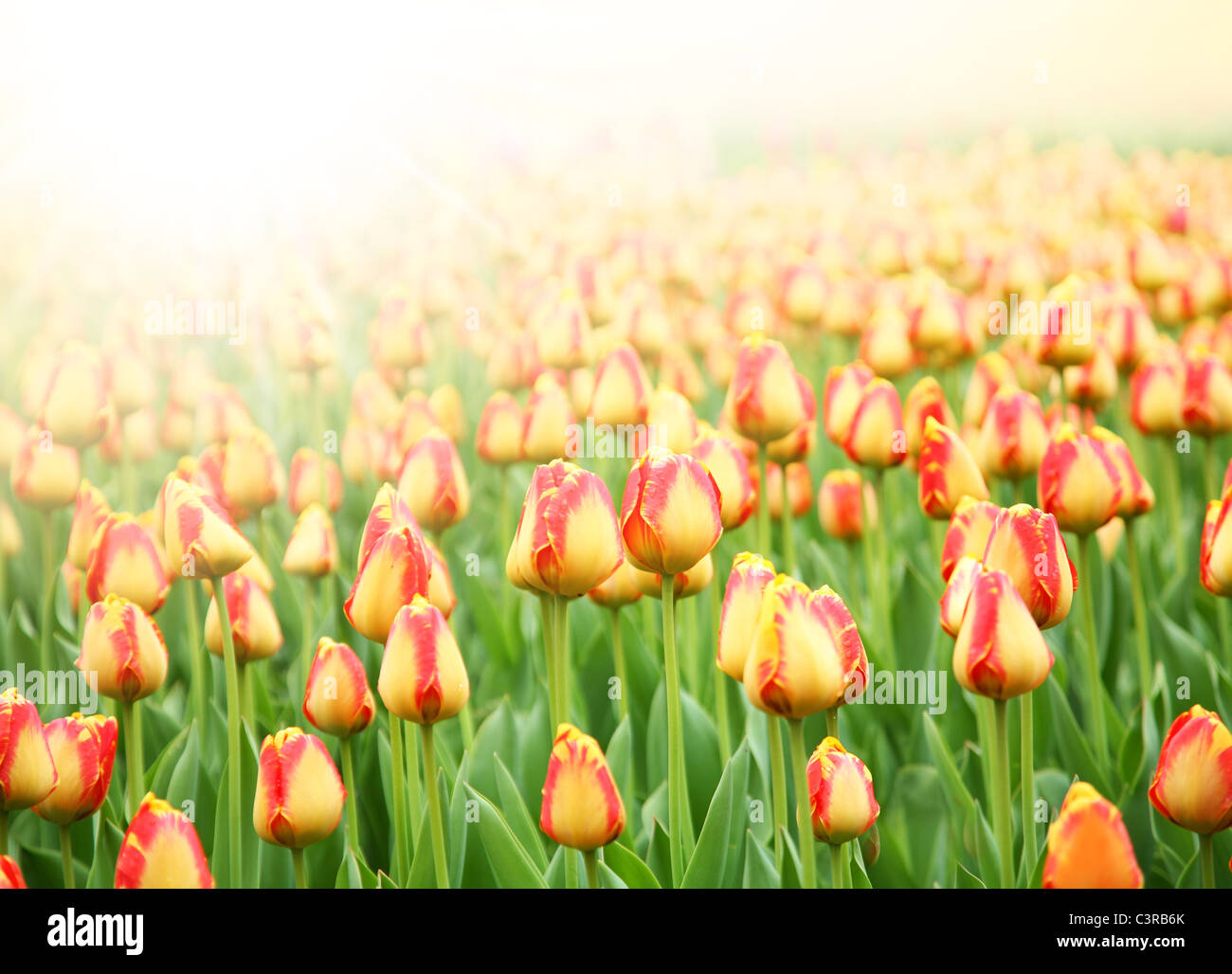 Feld mit bunten Tulpen Stockfoto