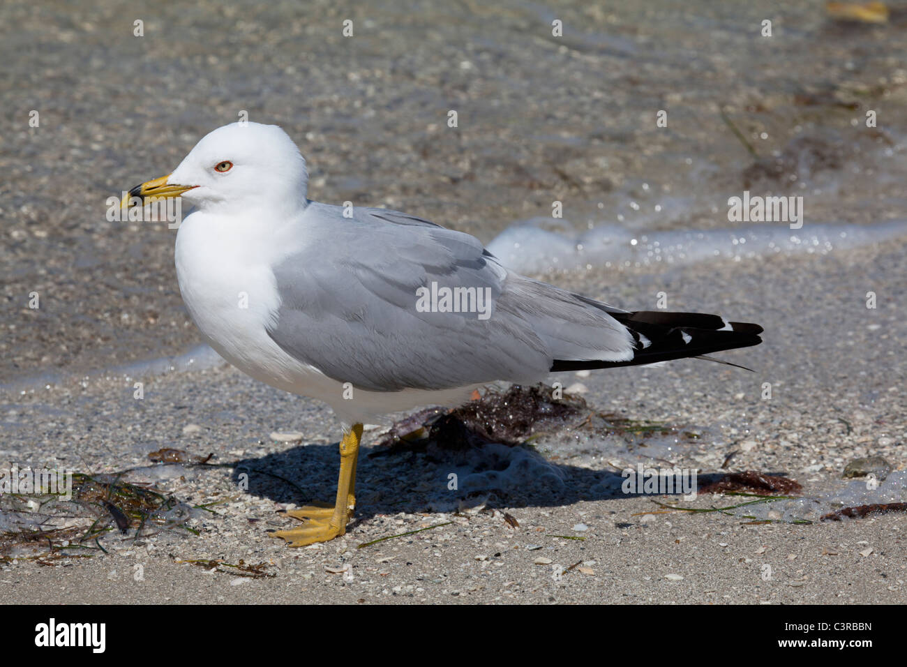 Ring-billed Möwe (Larus Delawarensis) Sanibel Island, Florida, USA Stockfoto