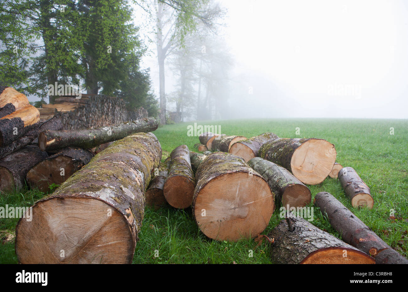 Austrai, Salzkammergut, Mondsee, Blick auf Holz im nebligen Wald Stockfoto