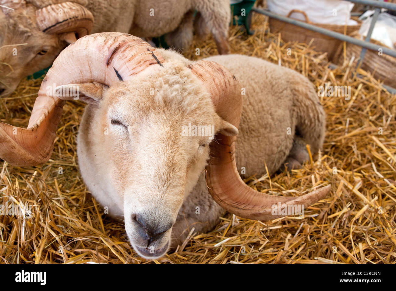 Ein Ram oder Schaf mit langen Hörnern Stockfoto