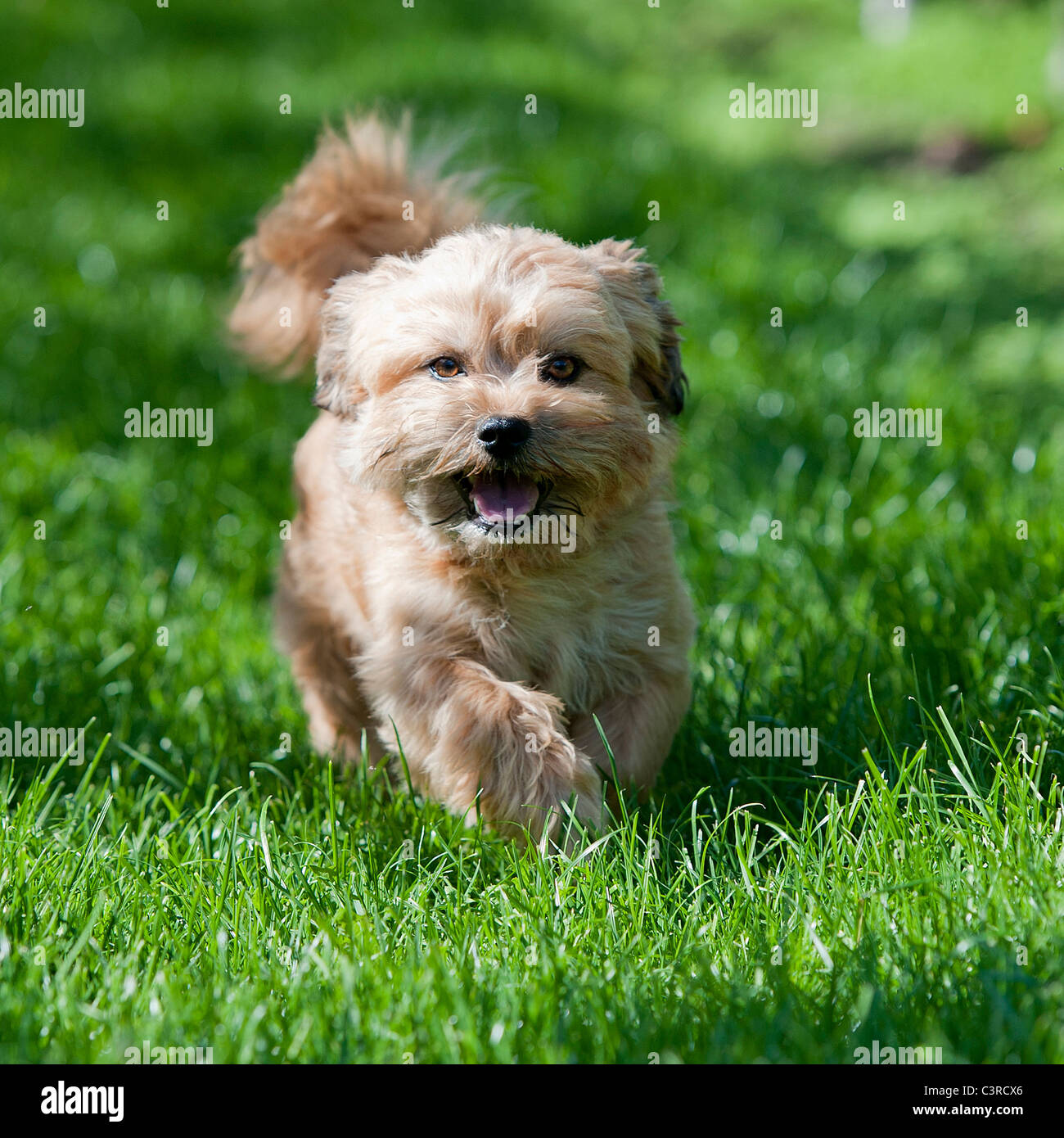 kleine braune Hund läuft auf der Wiese an der Betrachter/Kamera