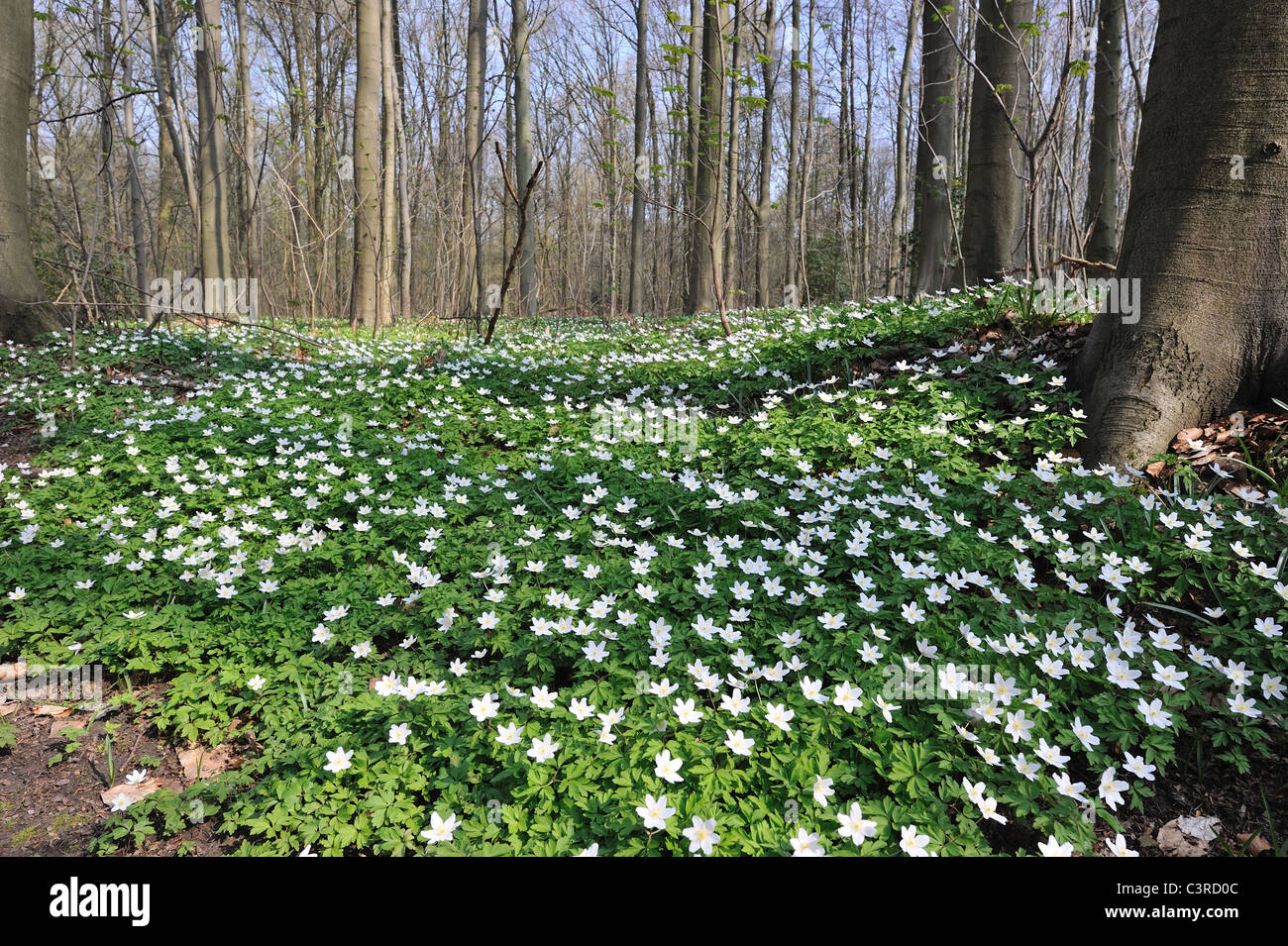 Buschwindröschen (Anemone Nemorosa) Teppich von Blumen im Frühjahr - Hallerbos (Niederländisch für Halle Wald) Belgien Stockfoto